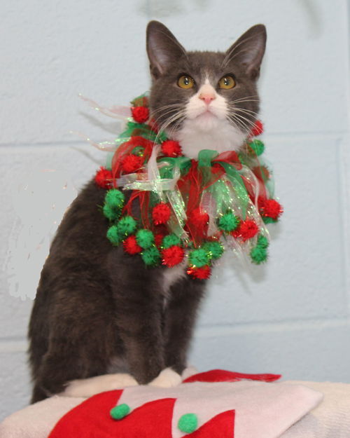 Kringle: visit at the shelter