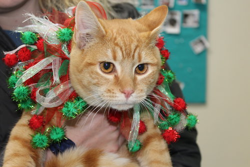 Johnny: visit at the shelter