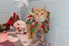 Johnny: visit at the shelter