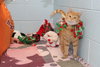 Johnny: visit at the shelter
