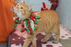 Johnny: visit at the shelter