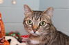 Virginia: Visit her at Lynchburg Petsmart