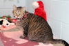Virginia: Visit her at Lynchburg Petsmart