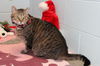 Virginia: Visit her at Lynchburg Petsmart