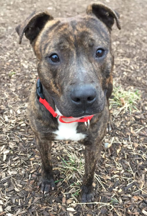 Charley: Visit at the shelter