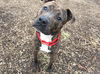 Charley: Visit at the shelter