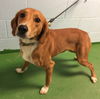 Lily-Not at the Shelter