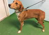 Lily-Not at the Shelter