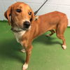 Lily-Not at the Shelter