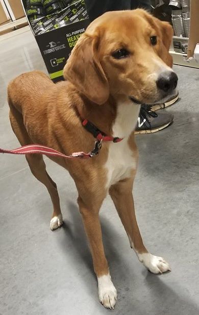 Lily-Not at the Shelter