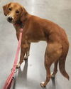 Lily-Not at the Shelter