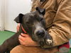 William-At the Shelter