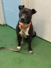 William-At the Shelter
