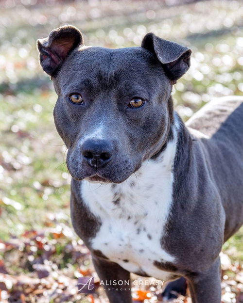 William-At the Shelter