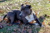 William-At the Shelter