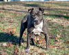 William-At the Shelter