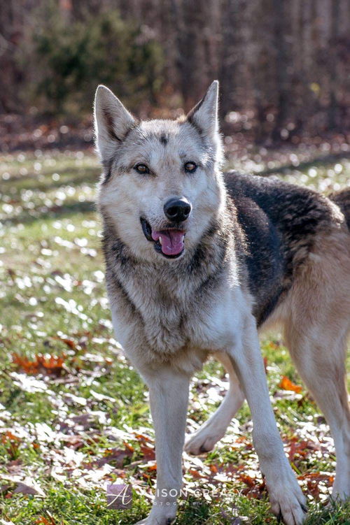 Cedar-Not at the Shelter
