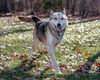 Cedar-Not at the Shelter