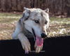 Cedar-Not at the Shelter
