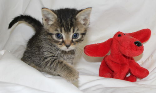 Frozen Tiny Tabby: Not at the shelter