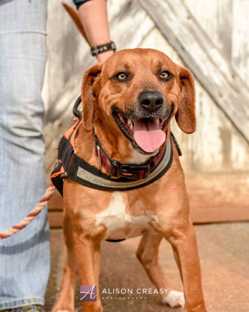 Buckeye: Not at the Shelter