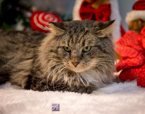 Tyson-Visit at the Shelter
