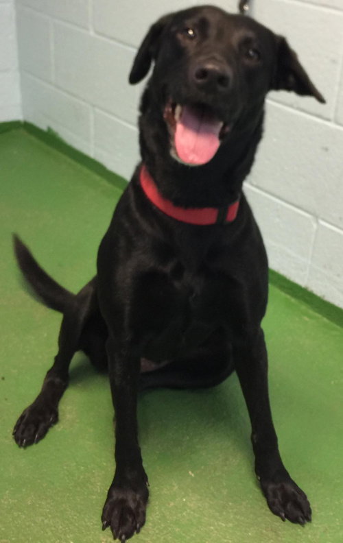 Dixie Black:  At the Shelter
