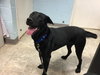 Dixie Black:  At the Shelter