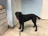 Dixie Black:  At the Shelter