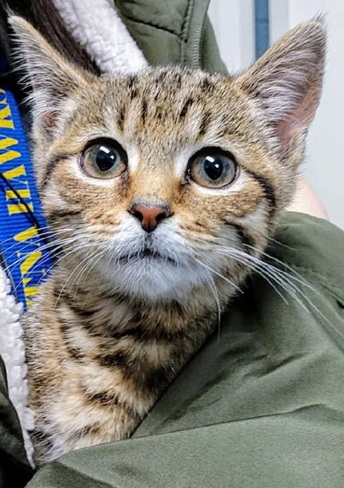 Dumpling-Not at the Shelter