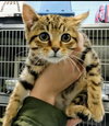 Dumpling-Not at the Shelter