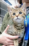 Dumpling-Not at the Shelter