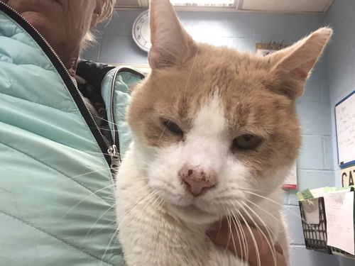 Allen: visit him at Petsmart