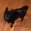 Shadow-Not at the Shelter
