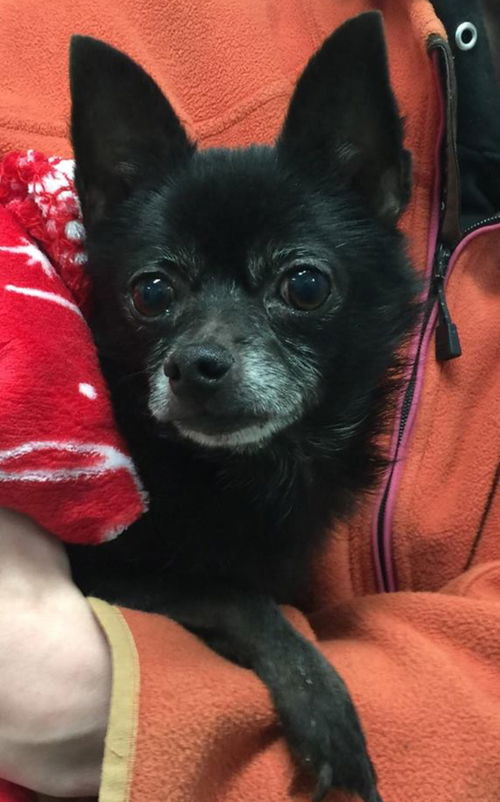 Shadow-Not at the Shelter