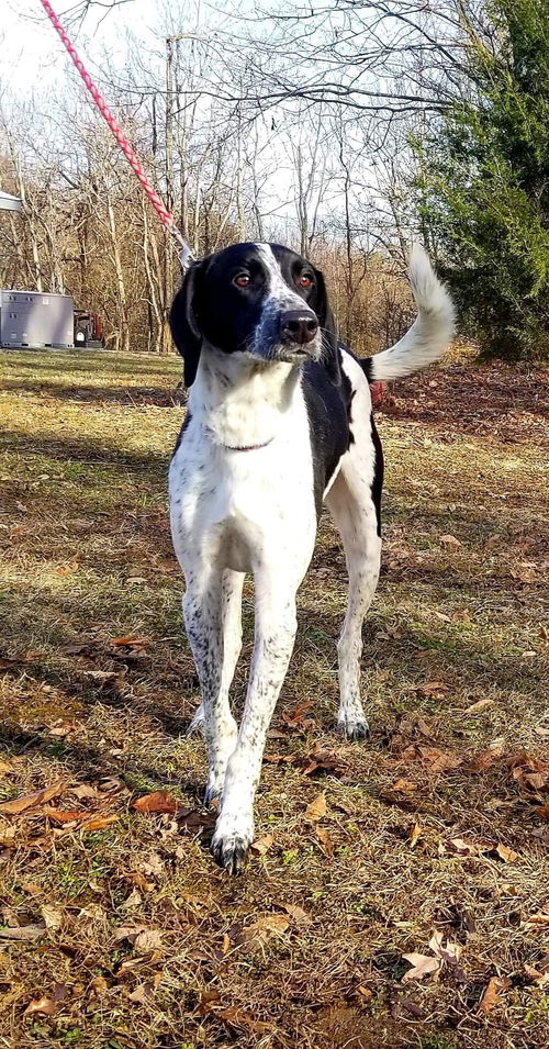 Scout-Not at the Shelter