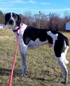 Scout-Not at the Shelter