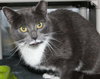 Miss Kitty, (pre Dove) Visit at Lynchburg PetSmart
