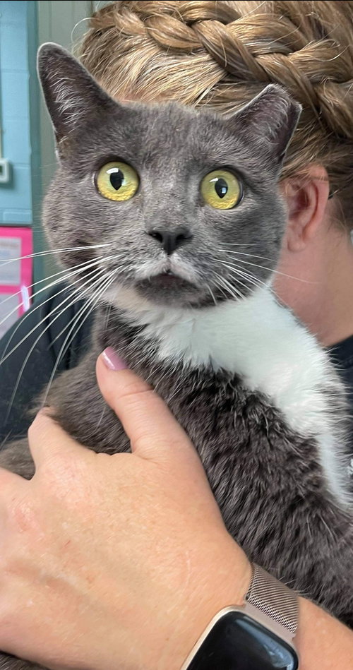 Miss Kitty, (pre Dove) Visit at Lynchburg PetSmart