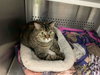 Brooke: Visit at the shelter