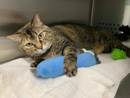 Brooke: Visit at the shelter
