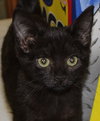 Cupid: Visit at Petsmart