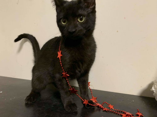 Cupid: Visit at Petsmart