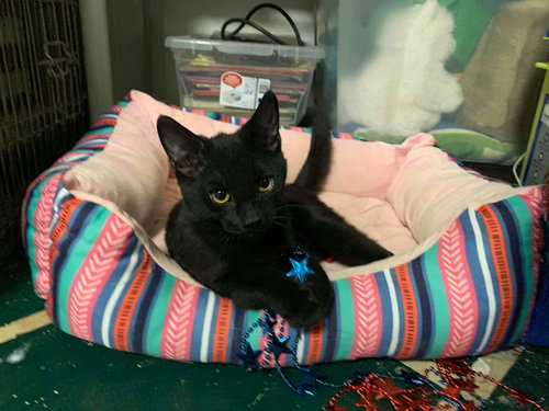 Donner: visit at Petsmart