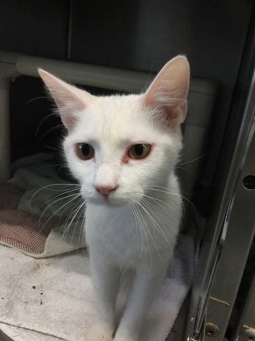 Mozelle: not at the shelter