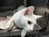 Mozelle: not at the shelter
