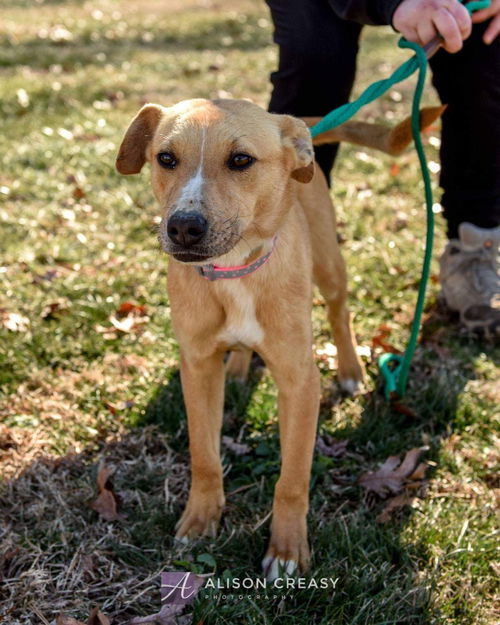 Prissy-At the Shelter