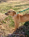 Prissy-At the Shelter