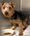 Skye - Not at the Shelter