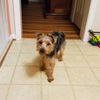 Skye - Not at the Shelter